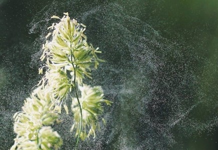 Gardez le rhume des foins à distance